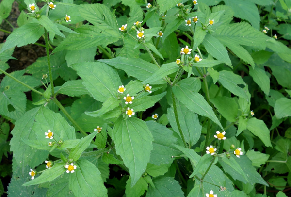 Galinsoga parviflora
