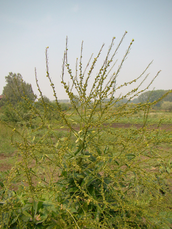 Sverbiga semena