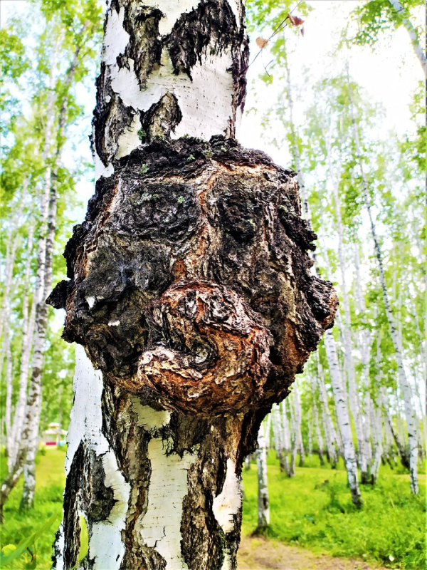 itogi Kropotov
