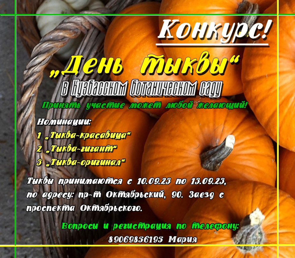 Konkurs tikvi