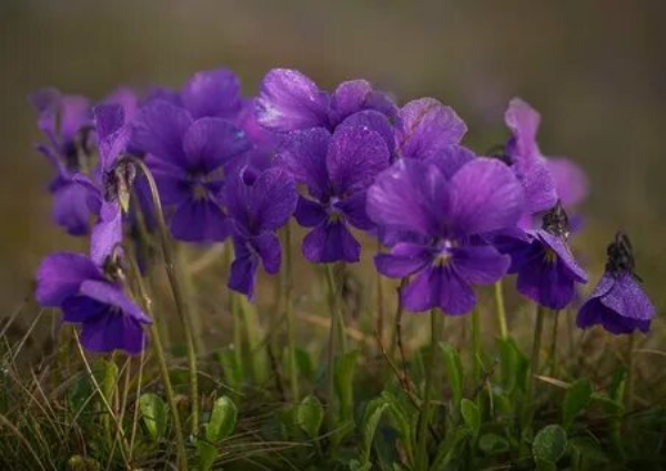 Violet1