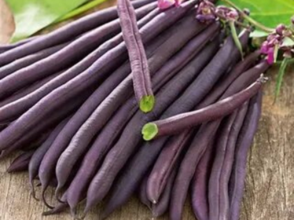 Violet6
