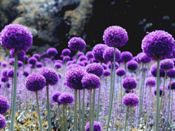 Violet7