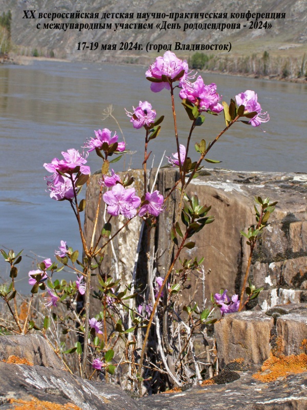 konf rododendron