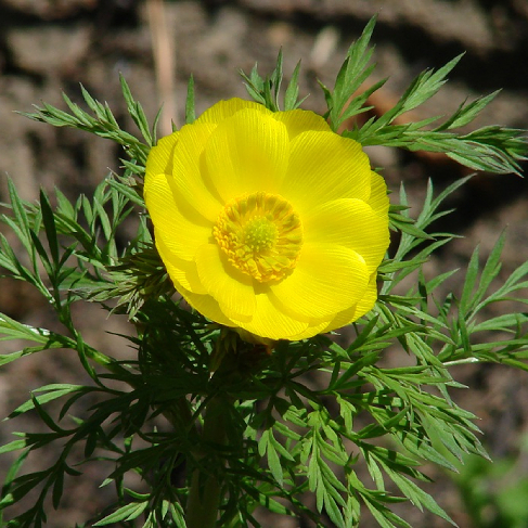 AO  Adonis apeninskyi