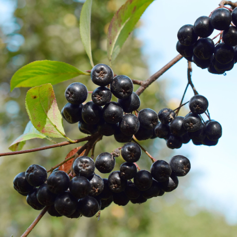 AO Aronia chernoplodnaya