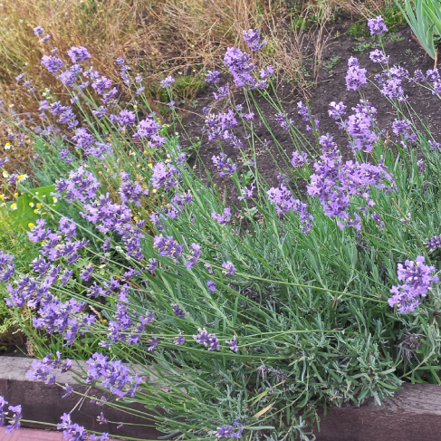 AO Lavanda uzkolistnaya