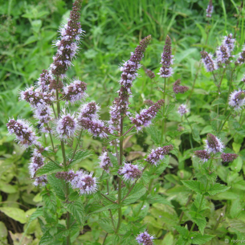 AO Mjata perechnaya