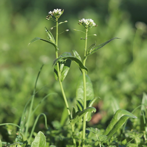 AO Pastushia sumka