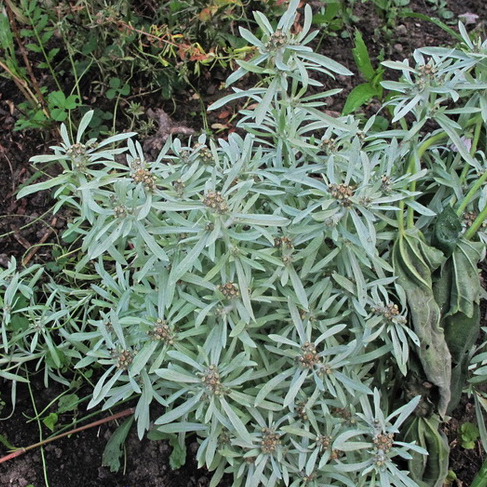 AO Sushenica topanaya