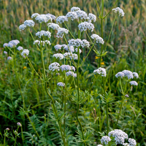 AO Valeriana lekarstvennaya