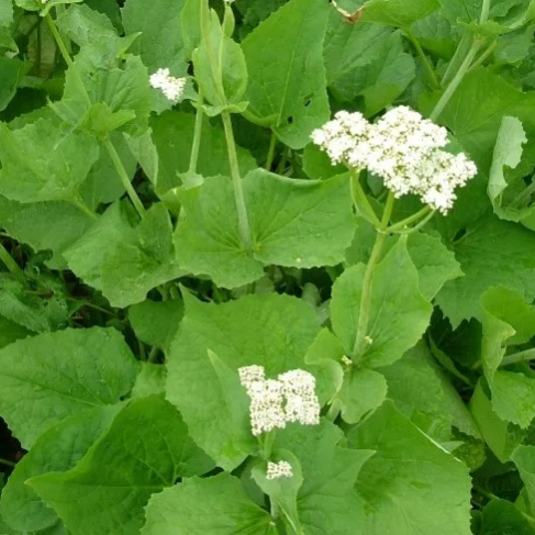 AO Valeriana lipolistnaya