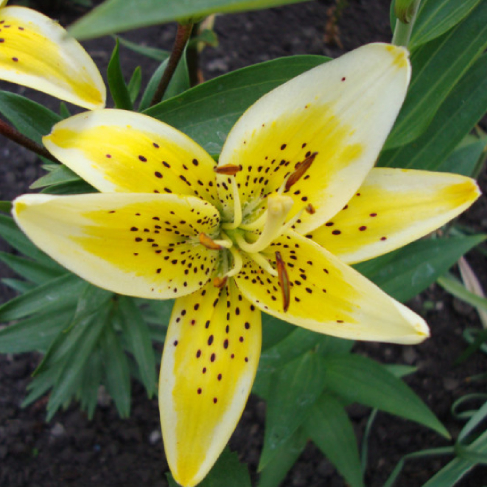 Electric Yellow