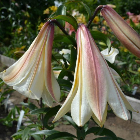 Garden Affaire