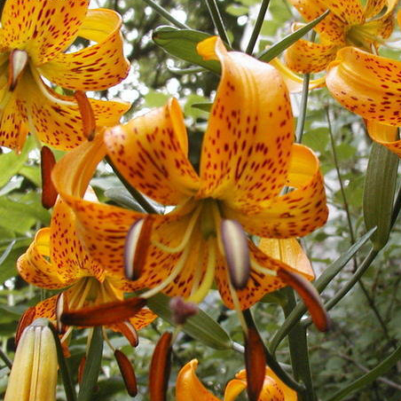Lilium amabile