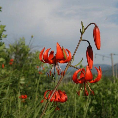 Lilium callosum