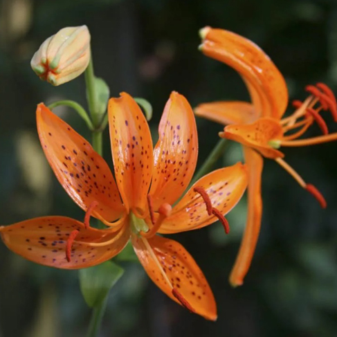Lilium distichum