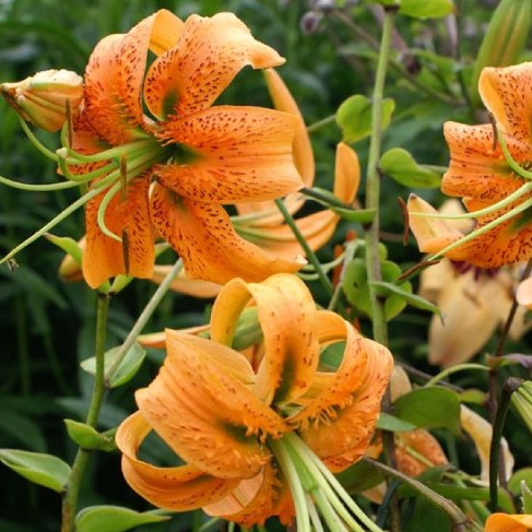 Lilium henryi