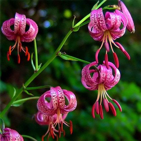 Lilium martagon