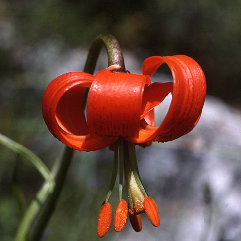 Lilium pomponium