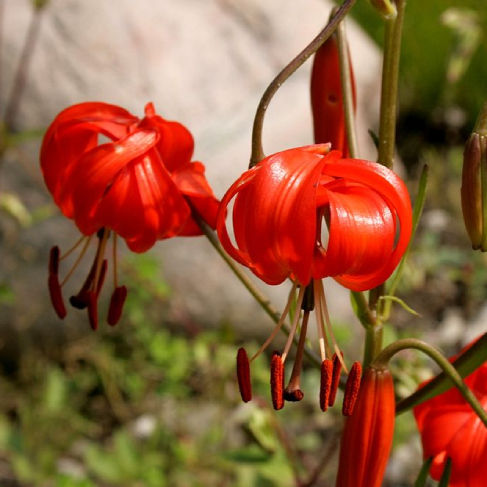Lilium pumilum