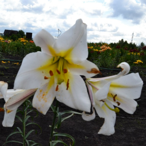 Lilium regale