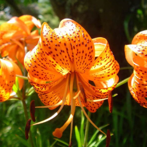 Lilium willmottiae