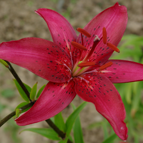 Nochnoe tango