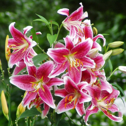 Stargazer