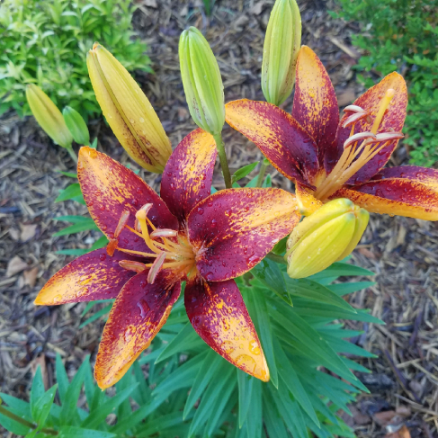 Tiny Sensation