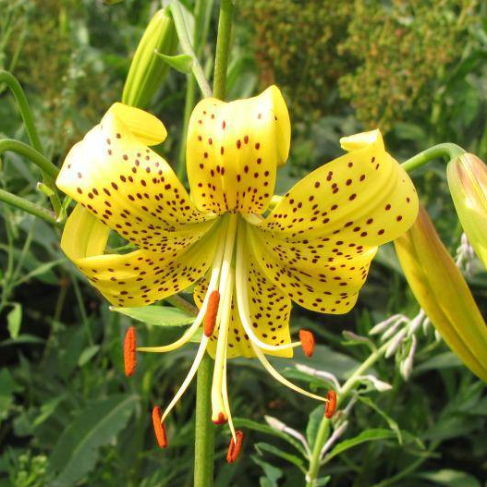 Yellow Star