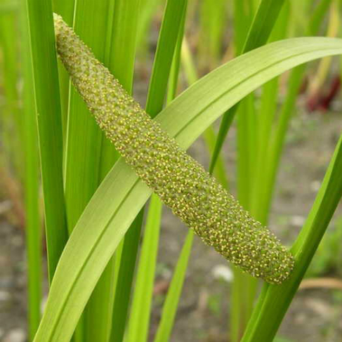 Acorus calamus 