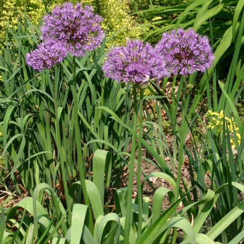 Allium aflatunense