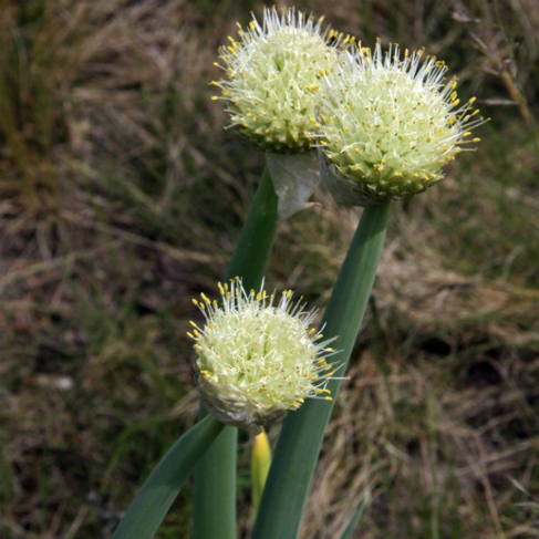 Allium altaicum
