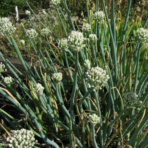 Allium galanthum