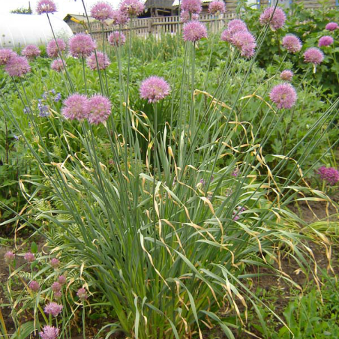 Allium hymenorhizum
