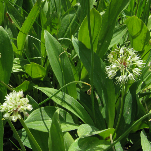 Allium microdiction