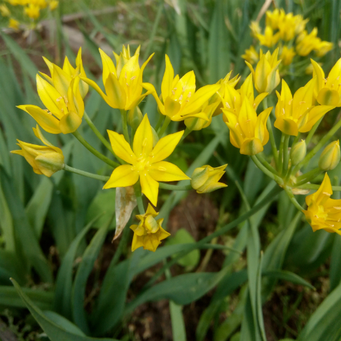Allium moly