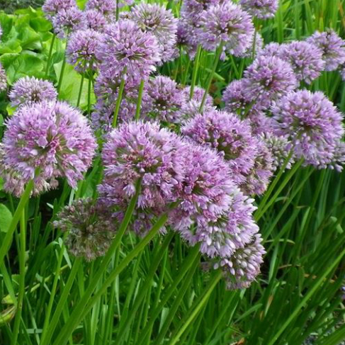 Allium nutans