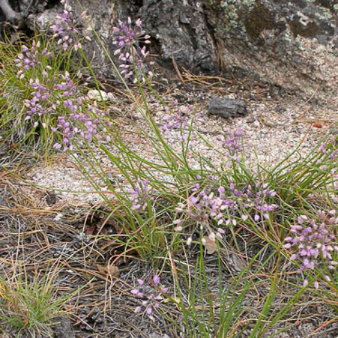 Allium rubens
