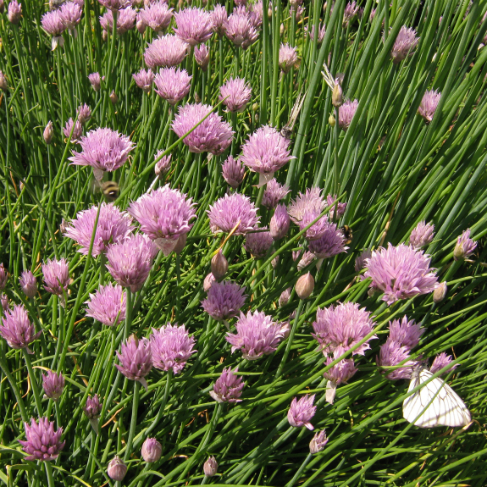 Allium shoenoprasum