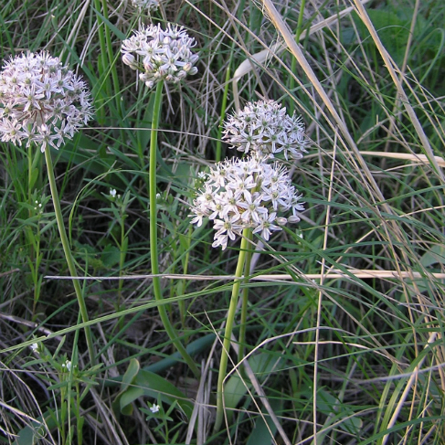 Allium tulipifolium