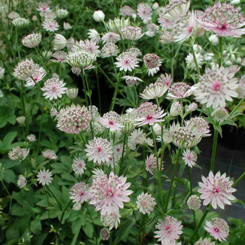 Astrantia bolshaya