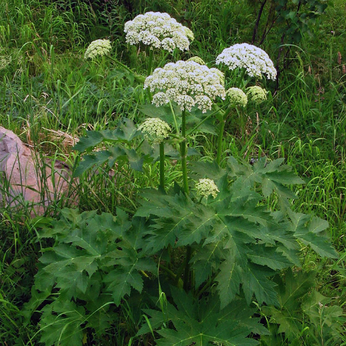 Borsevik rassechenniy