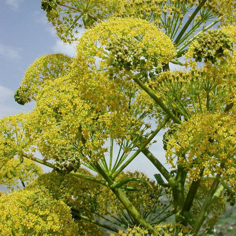 Ferula jungarskaya