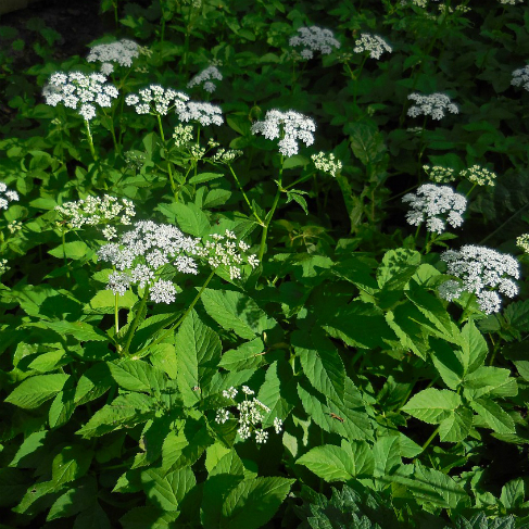 Snit obiknovennaya