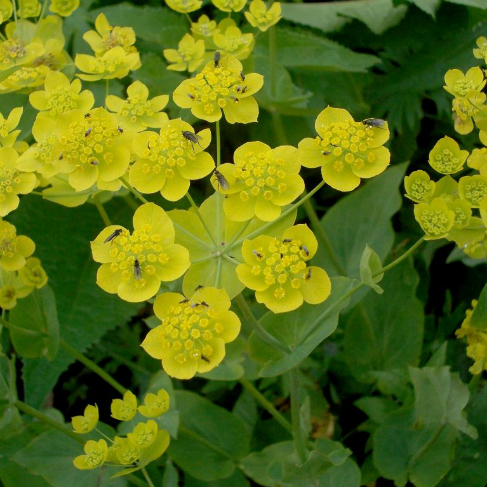 Volodushka zolotistaya