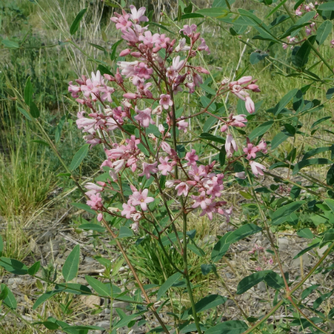 Trachomitum lancifolium