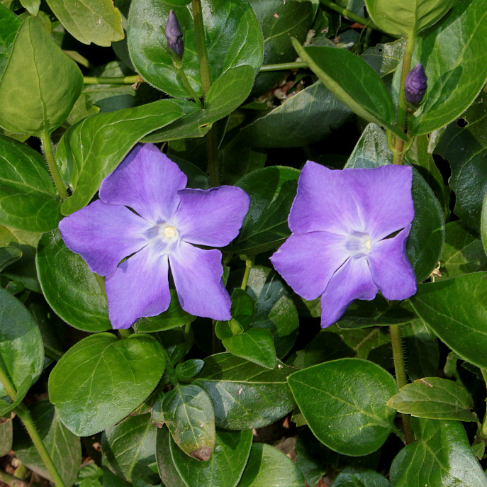 Vinca major