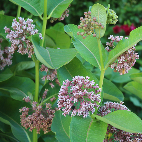 Asclepias syriaca